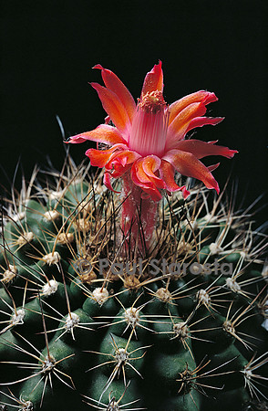 Matucana tuberculata