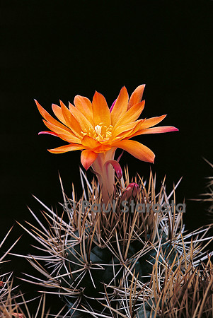 Matucana turbiniformis