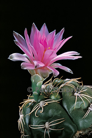 Gymnocalycium denudatum cv. Jan Suba