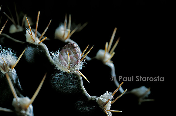Gymnocalycium friedrichii v. moserianum - détail
