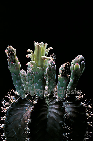 Gymnocalycium friedrichii v. moserianum