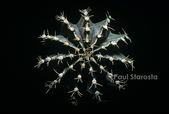 Gymnocalycium friedrichii v. moserianum