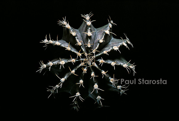 Gymnocalycium friedrichii v. moserianum