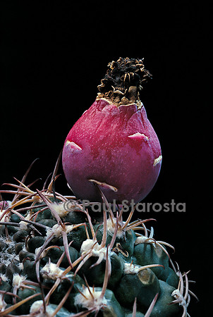 Gymnocalycium marsoneri - fruit