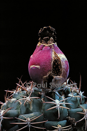 Gymnocalycium marsoneri - fruit