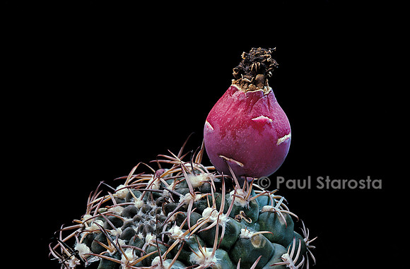 Gymnocalycium marsoneri - fruit