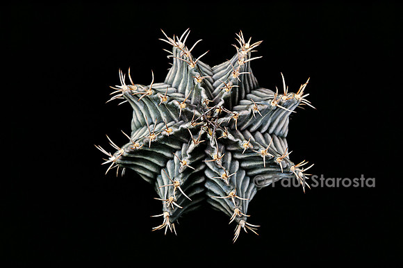 Gymnocalycium mihanovichii