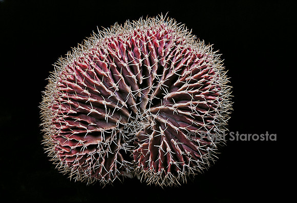Gymnocalycium mihanovichii f. cristata