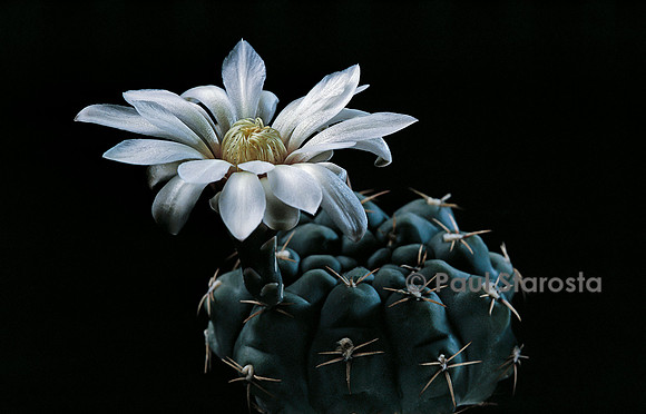 Gymnocalycium ochoterenae