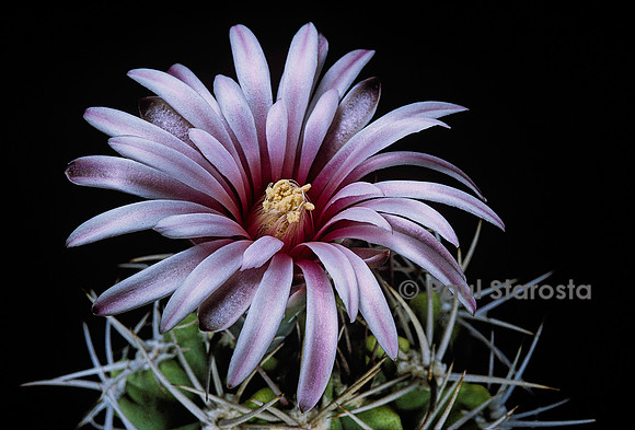 Gymnocalycium mostii v. kurtzianum