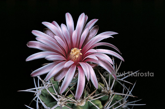 Gymnocalycium mostii v. kurtzianum