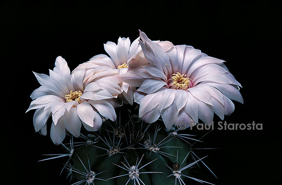 Gymnocalycium paediophilum