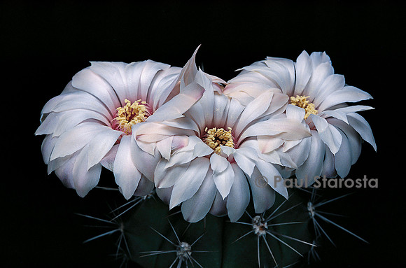 Gymnocalycium paediophilum
