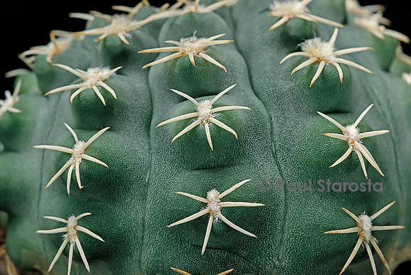 Gymnocalycium quehlianum v. albispinum