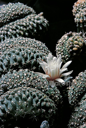 Gymnocalycium quehlianum v. albispinum f. cristata