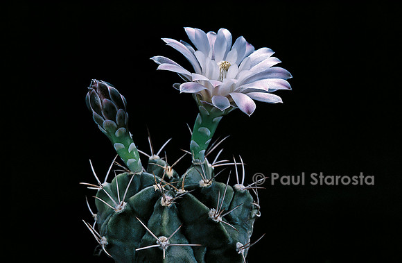 Gymnocalycium schickendantzii v. delaeti