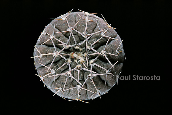Gymnocalycium stellatum
