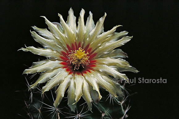 Hamatocactus setispinus ‘Hamatus’