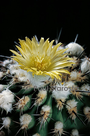 Eriosyce islayensis