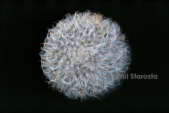 Mammillaria guelzowiana