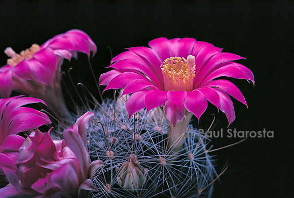 Mammillaria longiflora