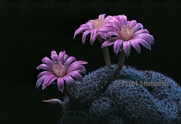 Mammillaria longiflora f. cristata