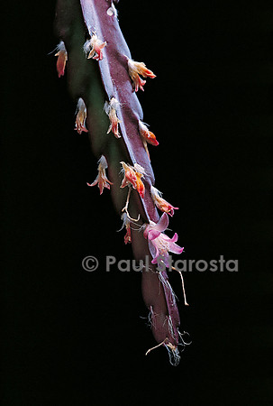 Lepismium cruciforme