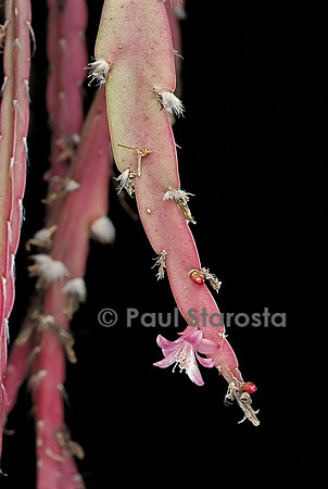Lepismium cruciforme