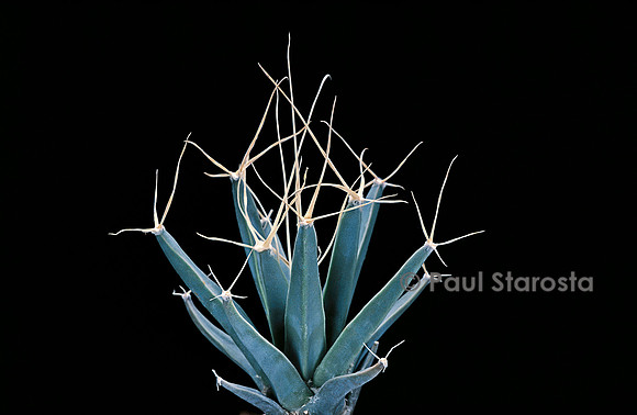 Leuchtenbergia principis
