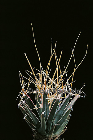 Leuchtenbergia principis
