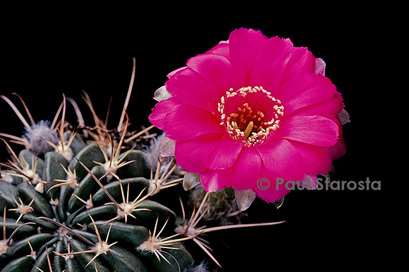 Echinopsis rojasii