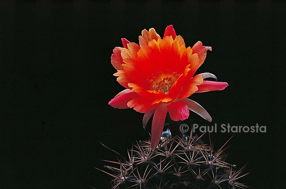 Echinopsis hertrichiana