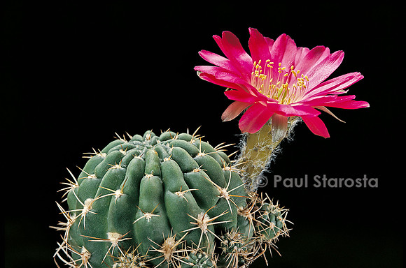 Echinopsis backebergii