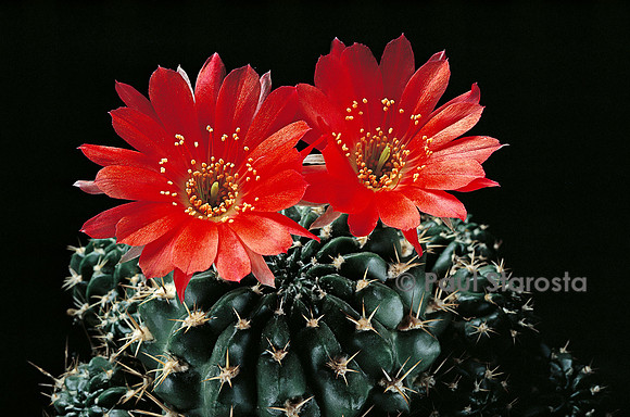 Echinopsis hertrichiana