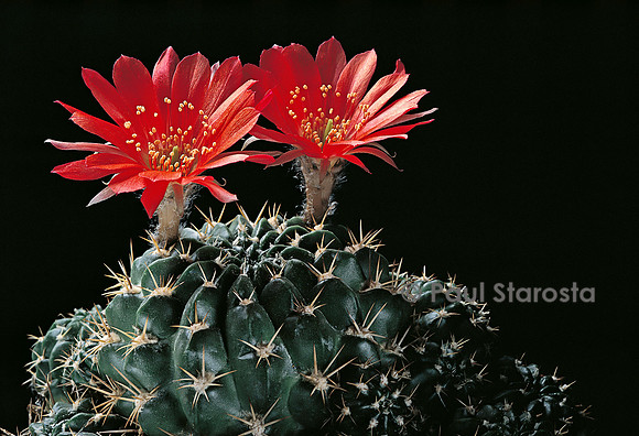 Echinopsis hertrichiana