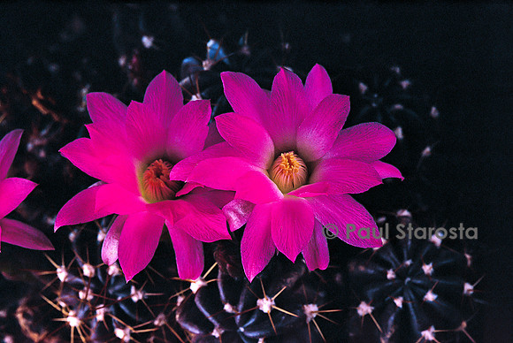 Echinopsis maximiliana var. caespitosa