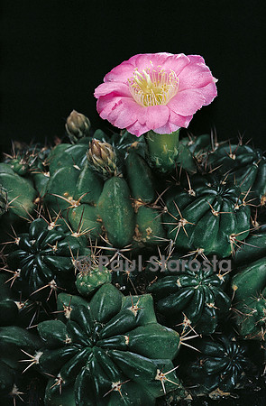 Echinopsis lateritia