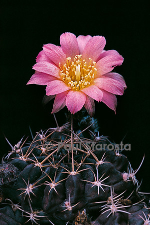 Echinopsis ferox