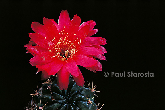 Echinopsis maximiliana var. corbula
