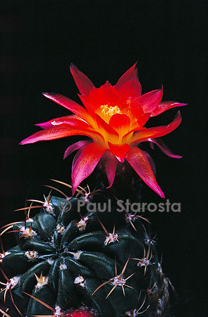 Echinopsis maximiliana