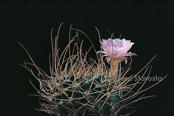 Echinopsis sp.