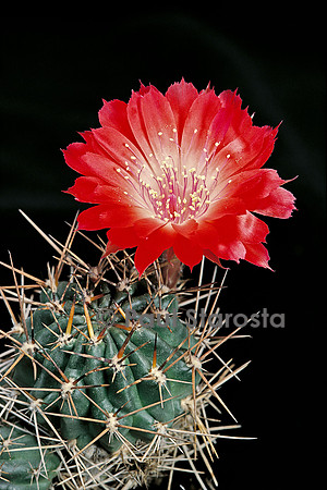 Echinopsis backebergii ssp. zecheri