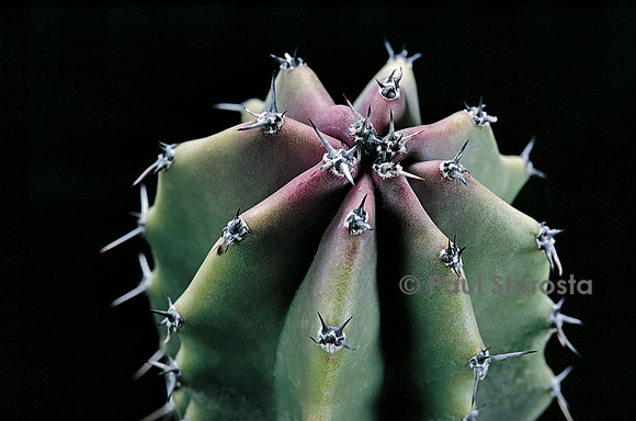 Pachycereus schottii