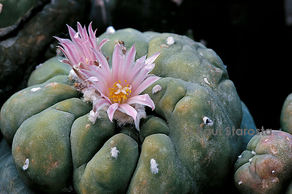 Lophophora fricii