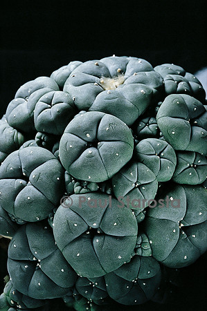 Lophophora williamsii v. caespitosa (peyotl)