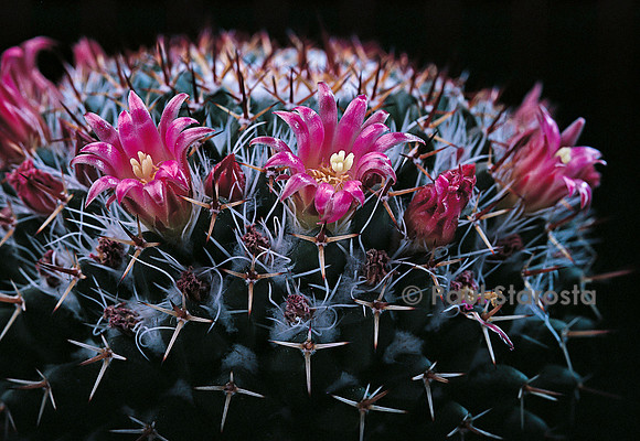 Mammillaria mystax