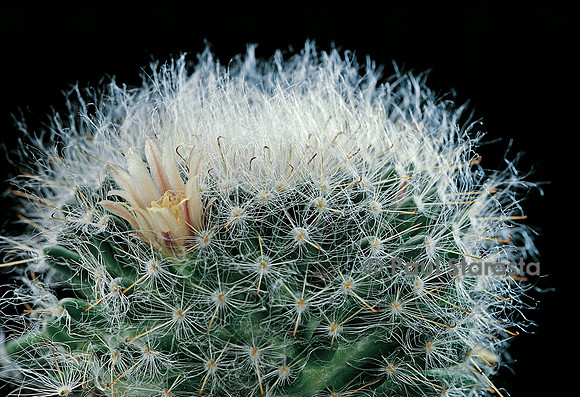 Mammillaria bocasana
