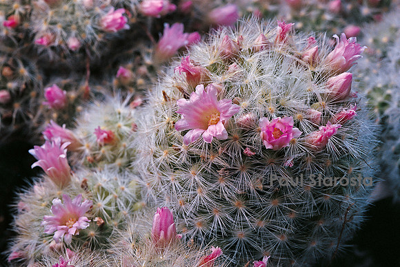 Mammillaria carmenae