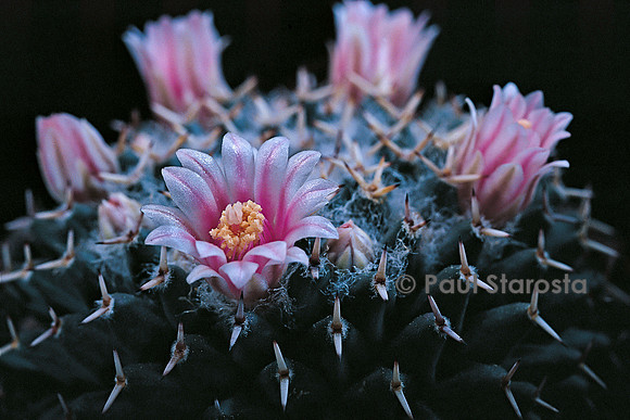 Mammillaria chionocephala