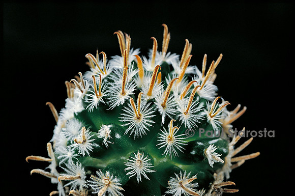 Mammillaria duwei